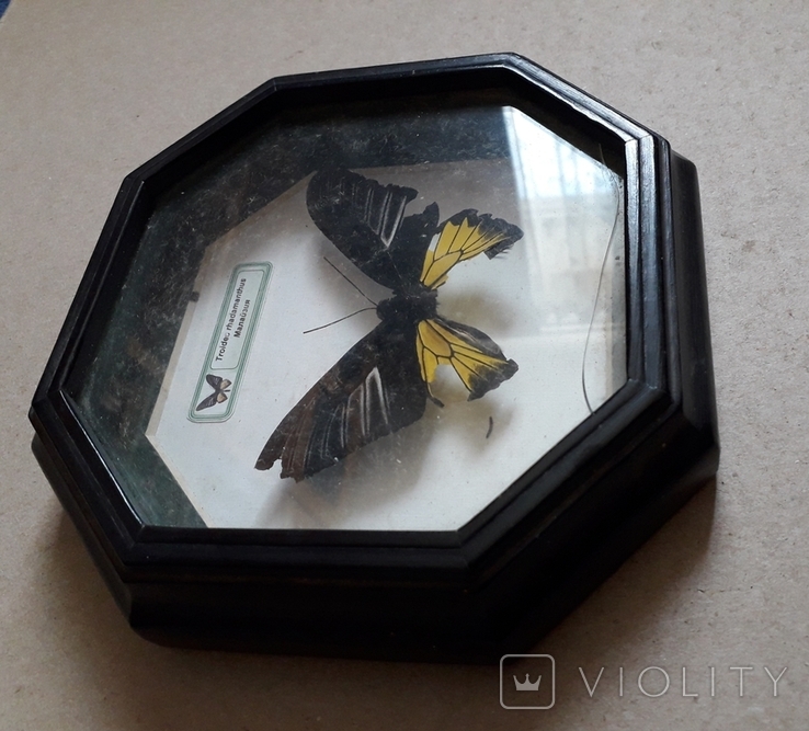 Бабочка в рамке, с недостатками - 16х16х3 см., фото №4
