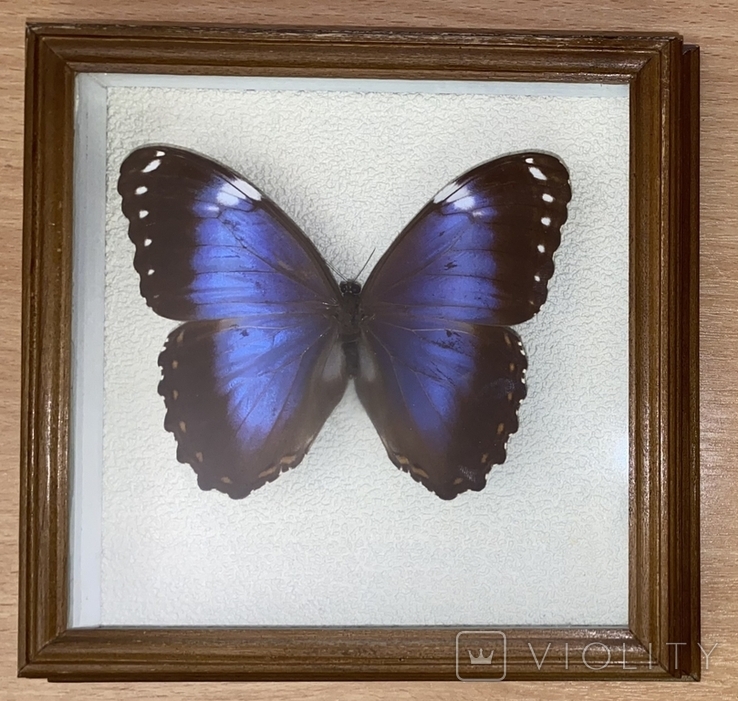 Бабочка засушенная morpho violacea, фото №2