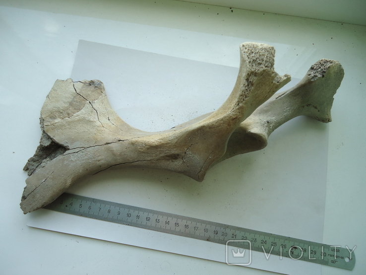 Окаменевшая кость животного., фото №2