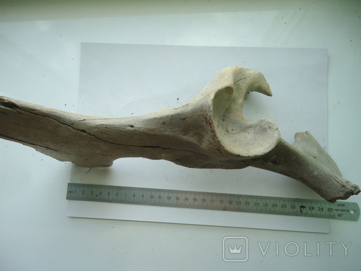Petrified animal bone., photo number 3
