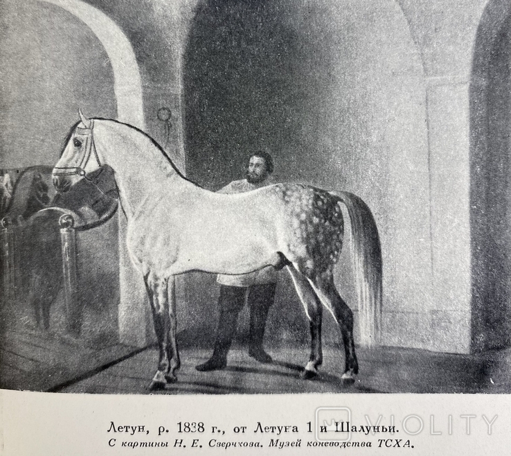 1952 г. Из истории русского коннозаводства, В.О.Витт, Большая книга по коневодству,гравюры, фото №2