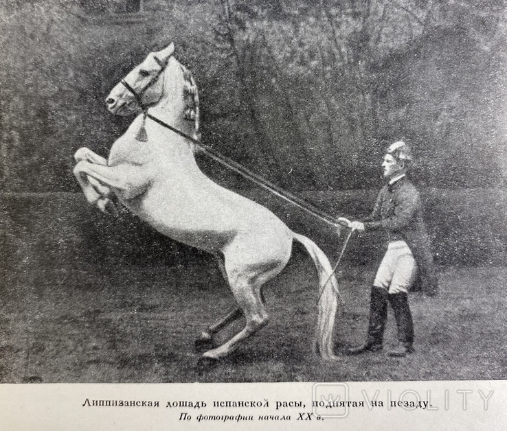 1952 г. Из истории русского коннозаводства, В.О.Витт, Большая книга по коневодству,гравюры, фото №7