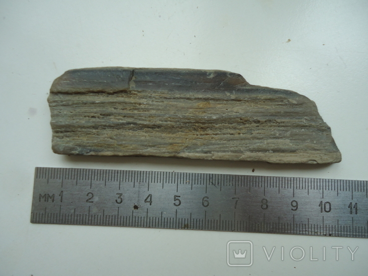 Fragment of petrified wood.