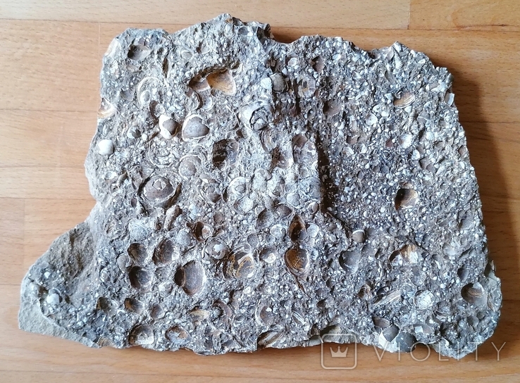 Скам'янілий фрагмент морського дна з мушлями молюсків