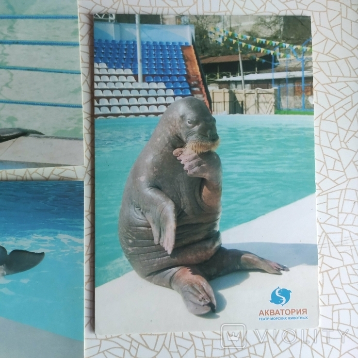 5 открыткок театр морских животных, фото №3