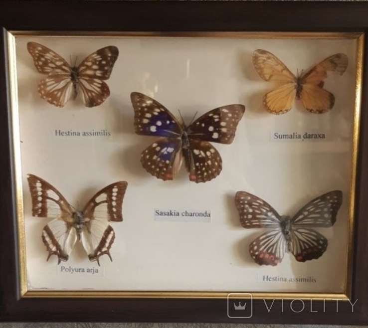 Продам картины бабочки, фото №2