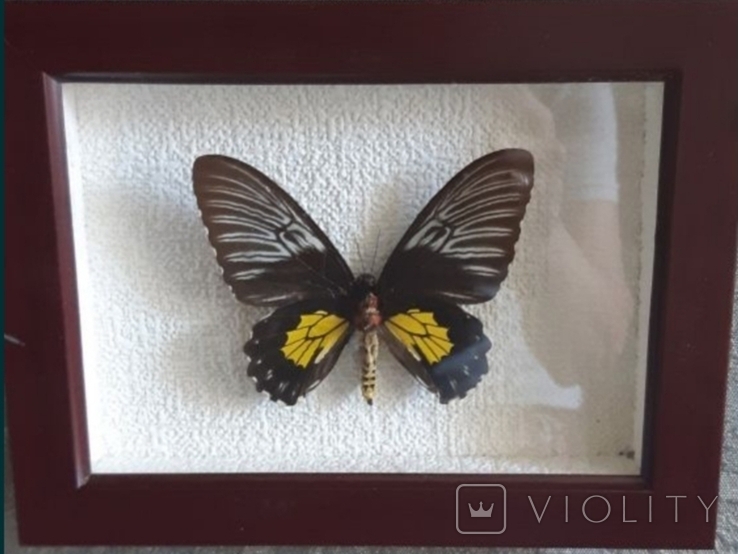 Продам картины бабочки, фото №3