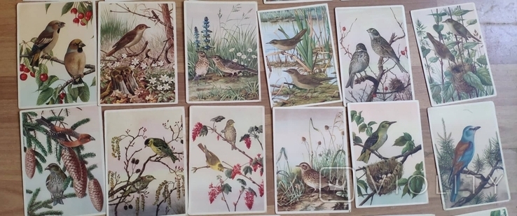 28 серійних листівок СРСР. Птахів. Чистий. У відмінному стані, фото №4