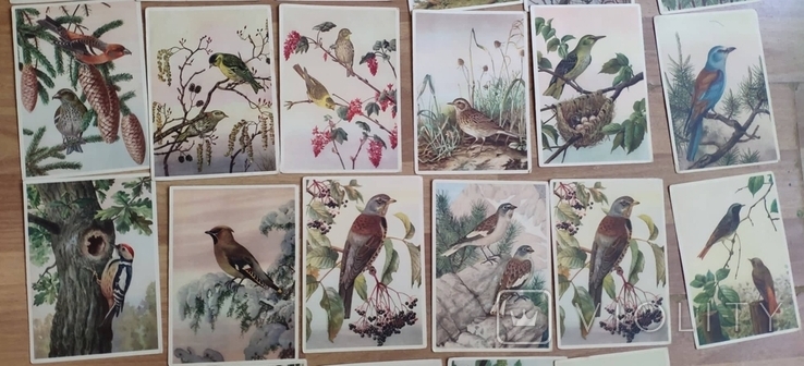 28 серійних листівок СРСР. Птахів. Чистий. У відмінному стані, фото №5