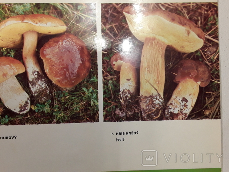 JEDLE HOUBY a nektere jedovate (Съедобные грибы и некоторые ядовитые), фото №6