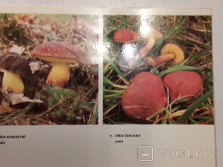 JEDLE HOUBY a nektere jedovate (Съедобные грибы и некоторые ядовитые), фото №8
