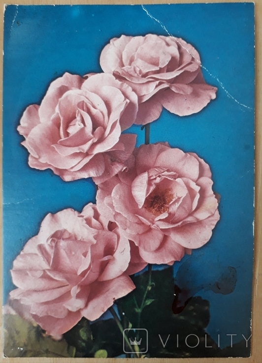 Троянди, фото №2