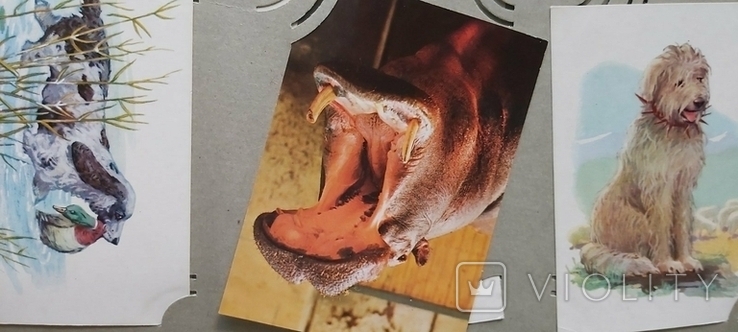 Альбом + 200 фотографий и открыток животных, фото №9