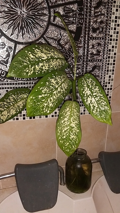 Комнатное растение Диффенбахия пятнистая, фото №2