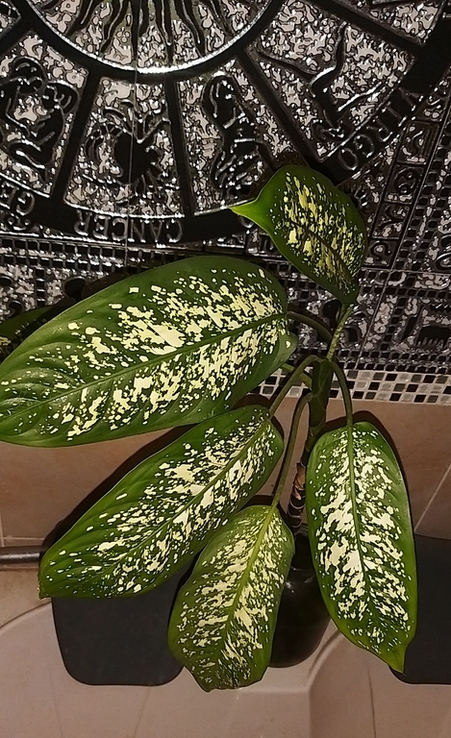 Комнатное растение Диффенбахия пятнистая, фото №8