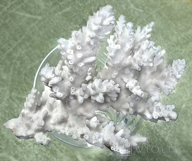 Белый коралл., фото №7
