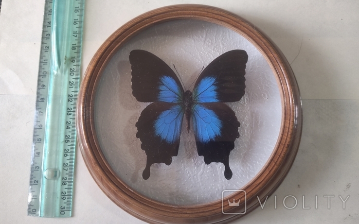 Сувенир бабочка в деревянной рамке Papilio montrousieri