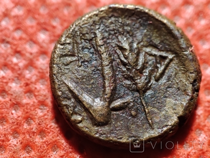 Пантикапей.Лот из 3 монет.Аполлон -горит..Бык-плуг,колос.Перисад 4.Камасарии.2 в.до.н.э., фото №11
