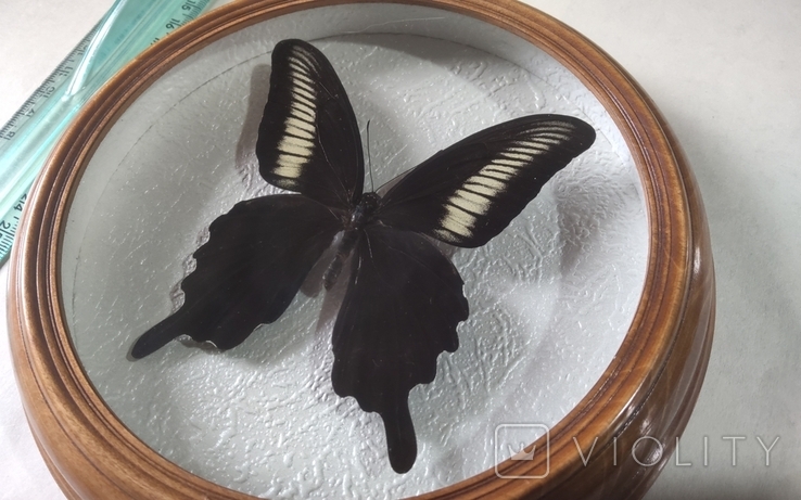 Сувенир бабочка в деревянной рамке Papilio oenomaus, фото №5