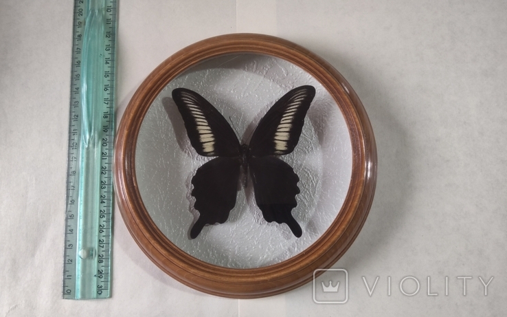 Сувенир бабочка в деревянной рамке Papilio oenomaus, фото №2
