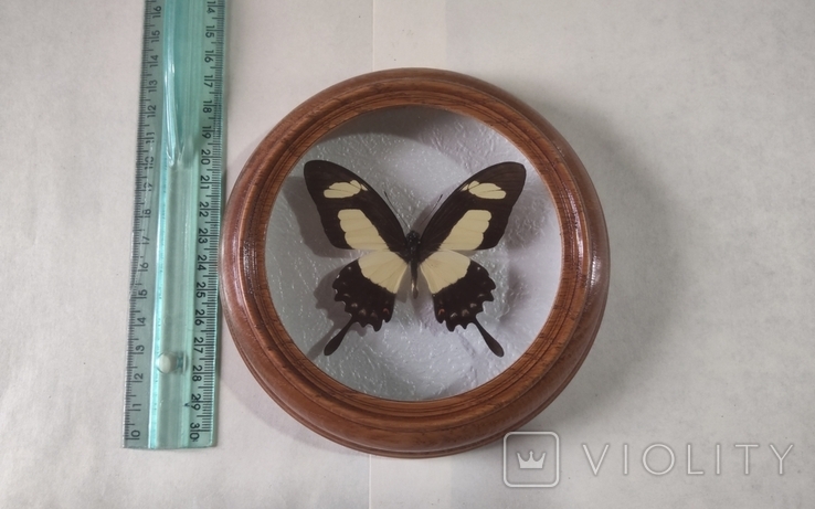 Сувенир бабочка в деревянной рамке Papilio torguatus
