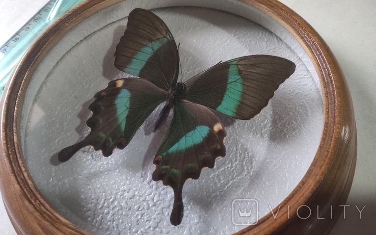 Сувенир бабочка в деревянной рамке Papilio daedalus, фото №4