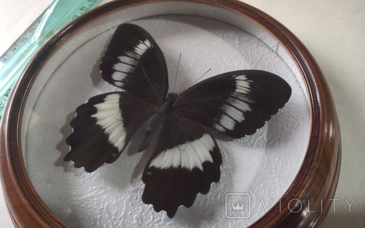 Сувенир бабочка в деревянной рамке Papilio erskinei, фото №4