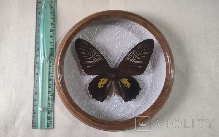 Сувенир бабочка в деревянной рамке Птицекрылка Troides plateni