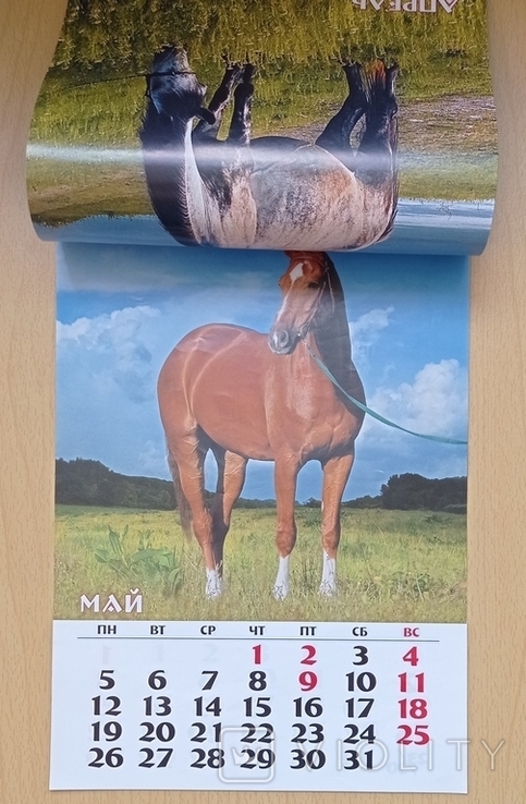 Календар: Лошади. 2014, фото №5