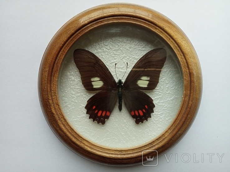 Сувенир бабочка в деревянной рамке Eurytides xeniades, фото №2