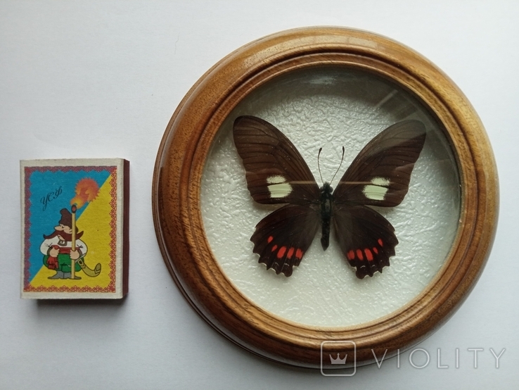 Сувенир бабочка в деревянной рамке Eurytides xeniades, фото №3