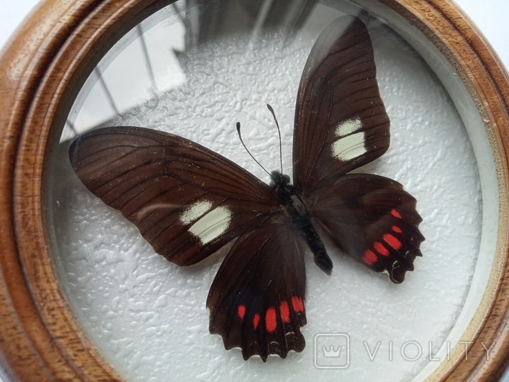 Сувенир бабочка в деревянной рамке Eurytides xeniades, фото №4
