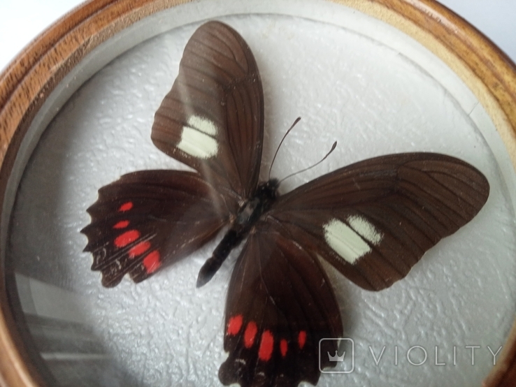 Сувенир бабочка в деревянной рамке Eurytides xeniades, фото №5