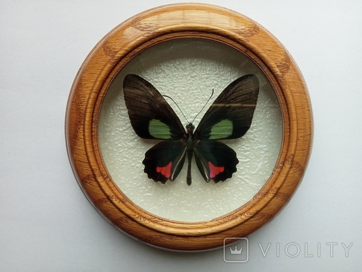 Сувенир бабочка в деревянной рамке Parides vertumnus, фото №2