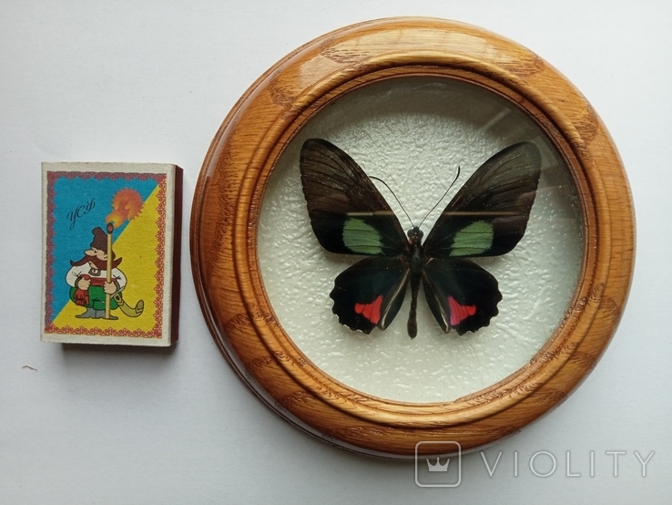 Сувенир бабочка в деревянной рамке Parides vertumnus, фото №3