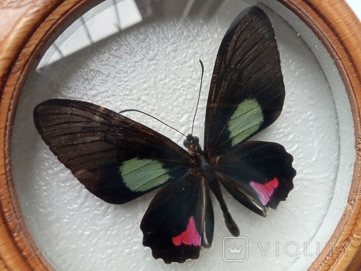 Сувенир бабочка в деревянной рамке Parides vertumnus, фото №4