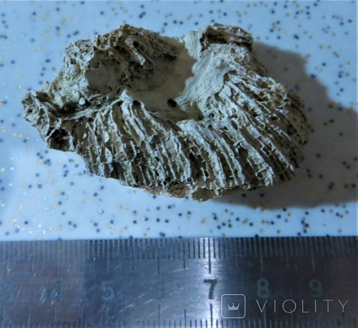 Окаменелые древние кораллы., фото №6