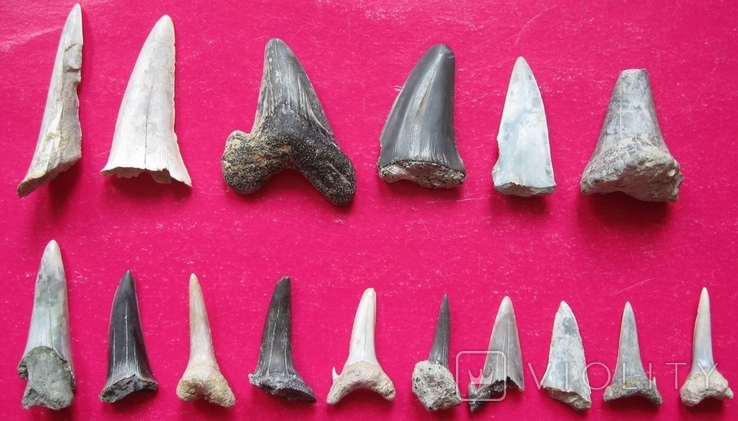 Зубы ископаемых акул - 16 шт.