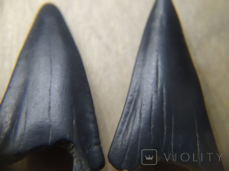Зубы ископаемой акулы Otodus sokolovі, предка Мегалодона, фото №5