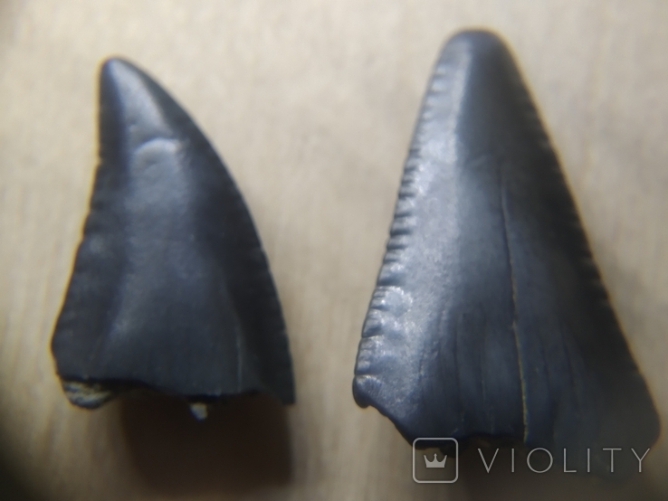 Зубы ископаемой акулы Otodus sokolovі, предка Мегалодона, фото №6