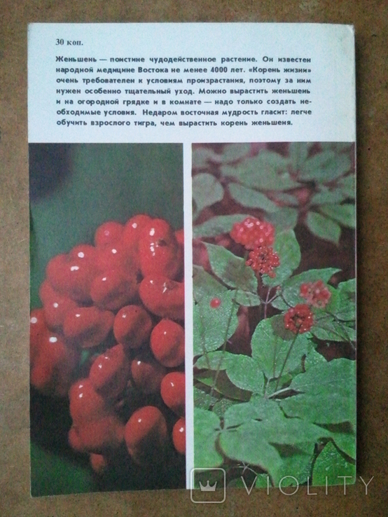 Ginseng. Biology and breeding., photo number 6
