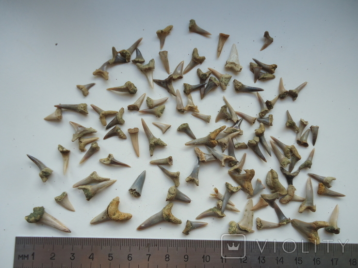 Petrified teeth of sharks.100pcs., photo number 2