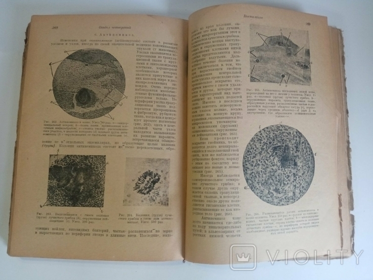 Fundamentals of Pathological Anatomy, 1931, photo number 6