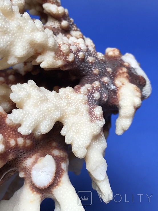 Морський корал 11 см., фото №4