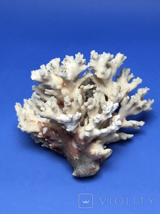 Морський корал 11 см., фото №5