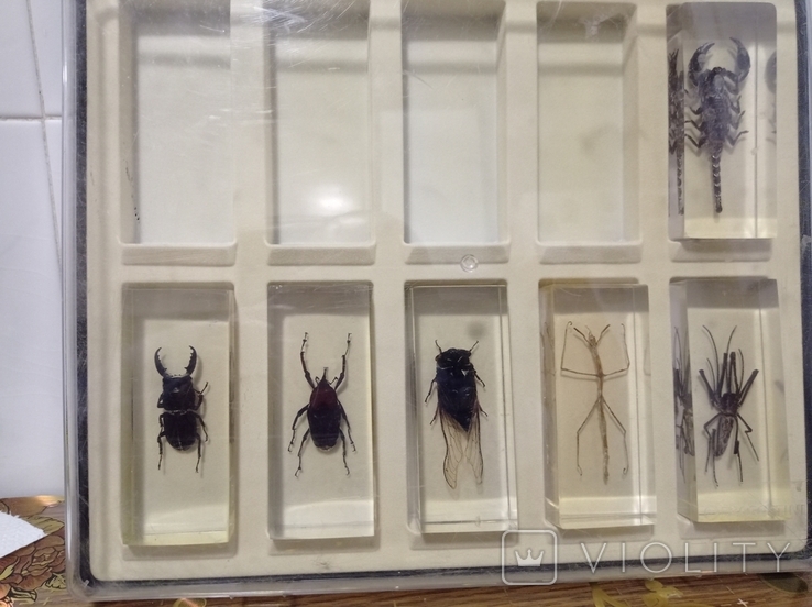 Various insects in plexiglass and with magazines to them, photo number 10