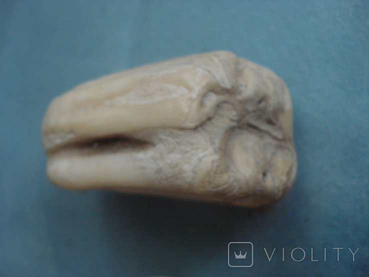 Зубы доисторической лошади из гиппарионовой фауны., фото №7