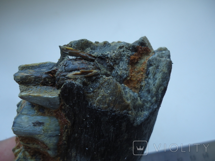 A fragment of a petrified jaw of an animal., photo number 6