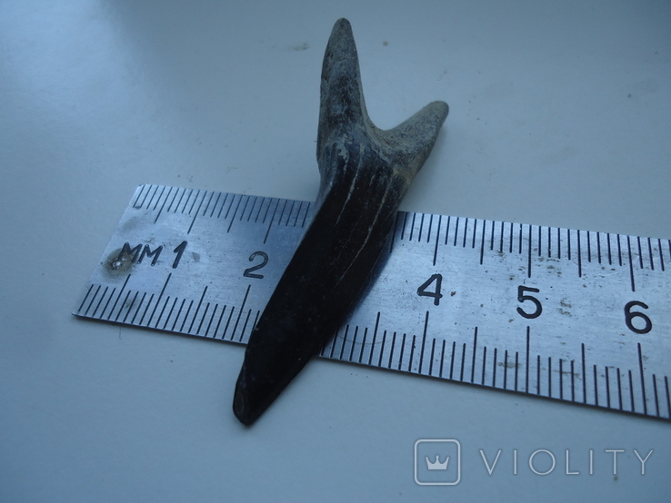 Скам'янілий зуб акули., фото №3