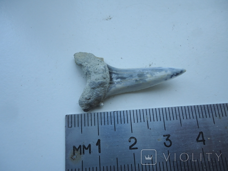 A fossilized shark tooth., photo number 4